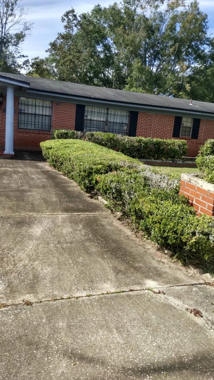 After — clean trimmed hedges and tidy front yard